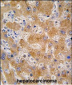 APOA4 Antibody (N-term)