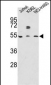 APOA4 Antibody (N-term)