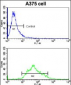 KREMEN1 Antibody (N-term)