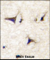 DAAM2 Antibody (N-term)