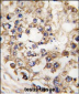 PDX1 Antibody (N-term)