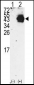 PDX1 Antibody (N-term)