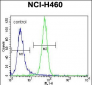 NRAS Antibody (N-term)