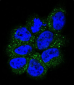 NRAS Antibody (N-term)