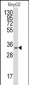 C1QBP Antibody (Center)