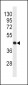 Beta-actin Antibody (Ascites)