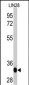 LIN28A Antibody