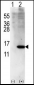 ISG15 Antibody (Center R87)