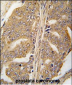 PXN Antibody (Y118)