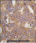 NARS2 Antibody (C-term)