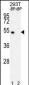 E2F1 Antibody (H357)