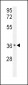 IGFBP3 Antibody (S183)