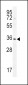 IGFBP3 Antibody (S183)