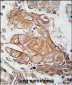 RGS19 Antibody (S151)