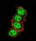 AP2612d-Cyclin-D1-Antibody-S90