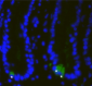LGR5 Antibody (loop2)