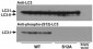 Phospho-LC3C(S12) Antibody