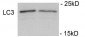 Phospho-LC3C(S12) Antibody