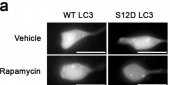 Phospho-LC3C(S12) Antibody