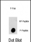 Phospho-PI3KC3(S282) Antibody