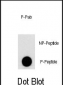 Phospho-PI3KC3(S676) Antibody
