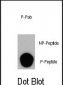 Phospho-PI3KC3(S164) Antibody