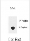 Phospho-BAR2(S261) Antibody