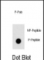 Phospho-ZBTB16(Y334) Antibody