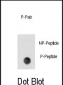 Phospho-PBK(Y74) Antibody
