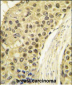 CCNA2 Antibody (C-term)