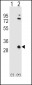 APOA1 Antibody (N-term)