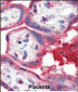 APOA1 Antibody (N-term)