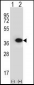 ANXA2 Antibody (N-term)