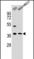 ANXA2 Antibody (N-term)