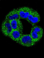 ANXA2 Antibody (C-term)