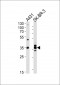 ANXA2 Antibody (C-term)