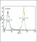 FGFR2 Antibody (N-term R22)