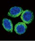 FGFR2 Antibody (N-term R22)