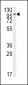 FGFR2 Antibody (N-term R22)