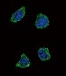 GHRH Antibody (N-term)