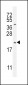 GHRH Antibody (N-term)