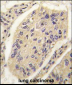 GHRH Antibody (N-term)