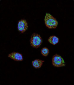 HIF1Alpha Antibody (C-term)