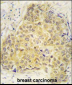 SEMA3A Antibody (Center)