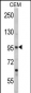 SEMA3A Antibody (Center)