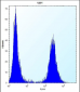 FLNA Antibody (Y1046)