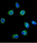 FLNA Antibody (Y1046)