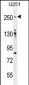 FLNA Antibody (Y1046)