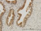 AAAS Antibody (monoclonal) (M02)