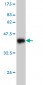AAAS Antibody (monoclonal) (M02)
